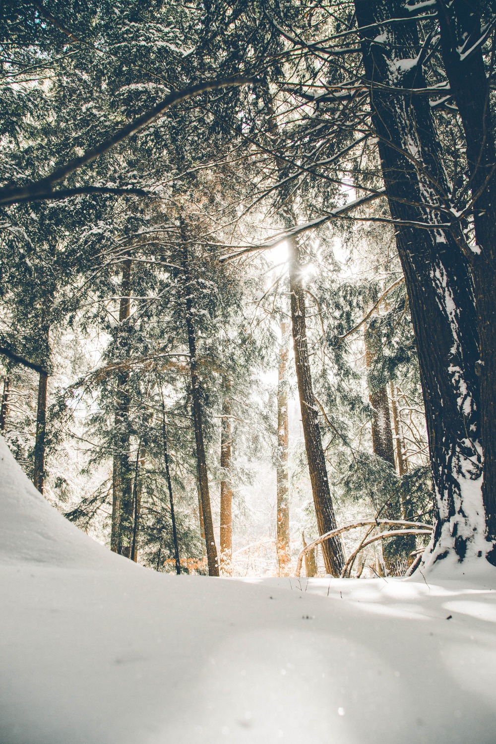 Featured image of post Beautiful Winter Forest Iphone Wallpaper Here are only the best 4k winter wallpapers