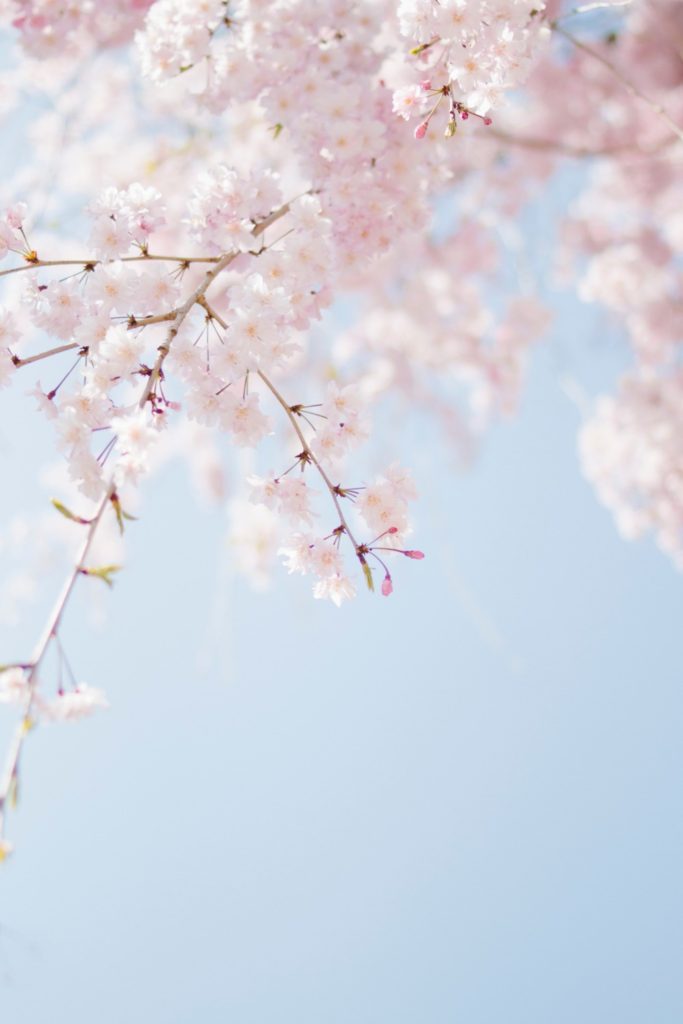 30+ Aesthetic Spring Images - The Beauty May